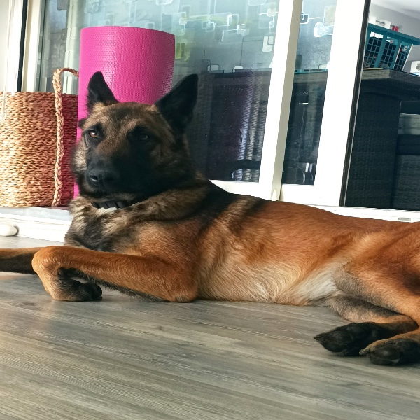 Photo de Shiva