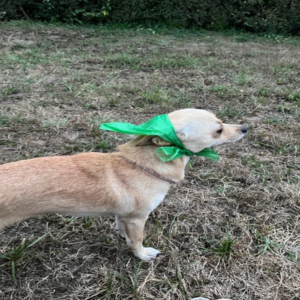 Meeri