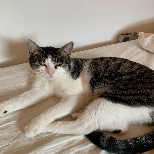 Photo de Nala
