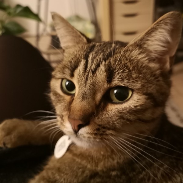 Photo de Shoko