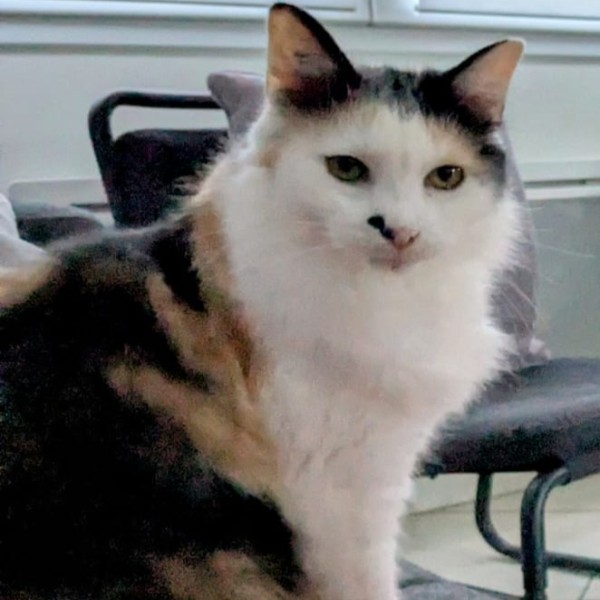 LILY