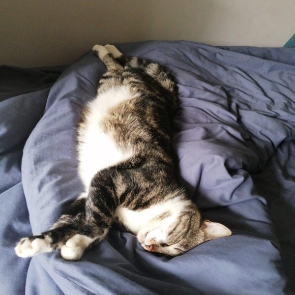 Rex