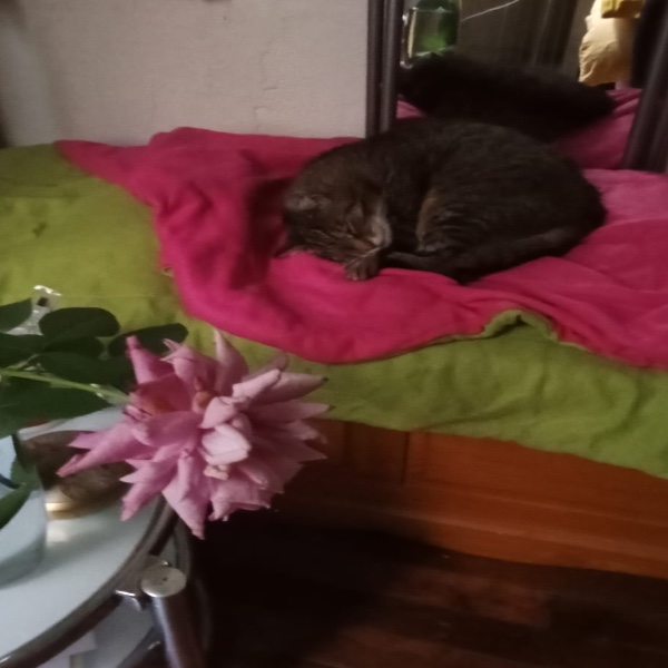 Photo de Dewey ou Doodoo