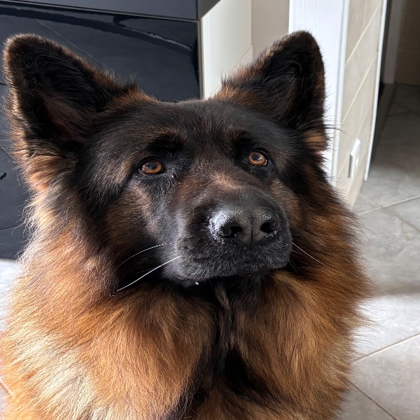 Rex