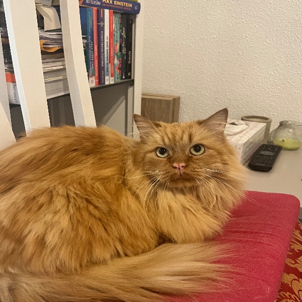 Garfield
