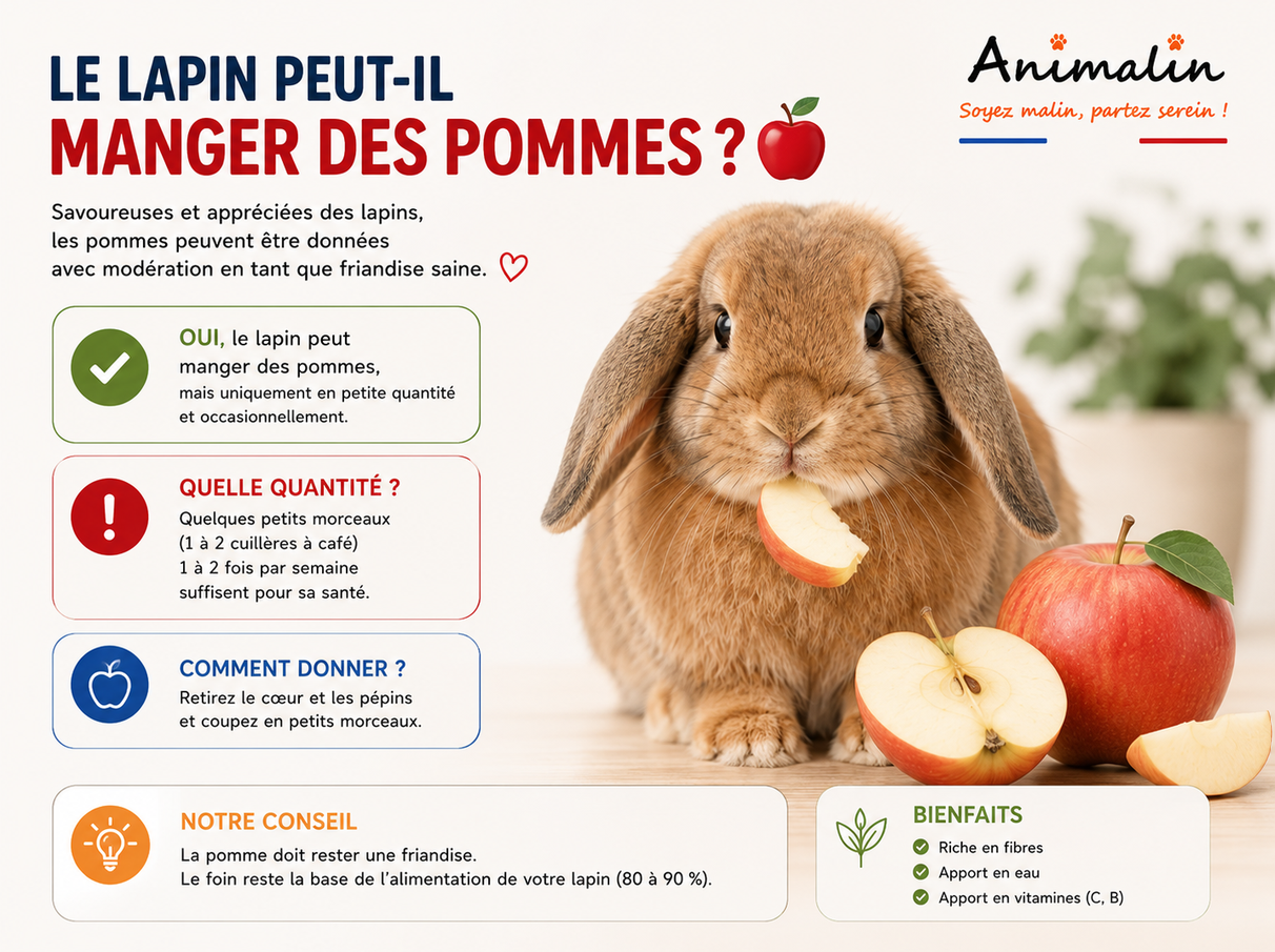 🍎 Le lapin peut-il manger des pommes ? Le guide complet (2026)