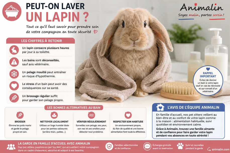Peut-on laver un lapin ? Le guide complet (2026)
