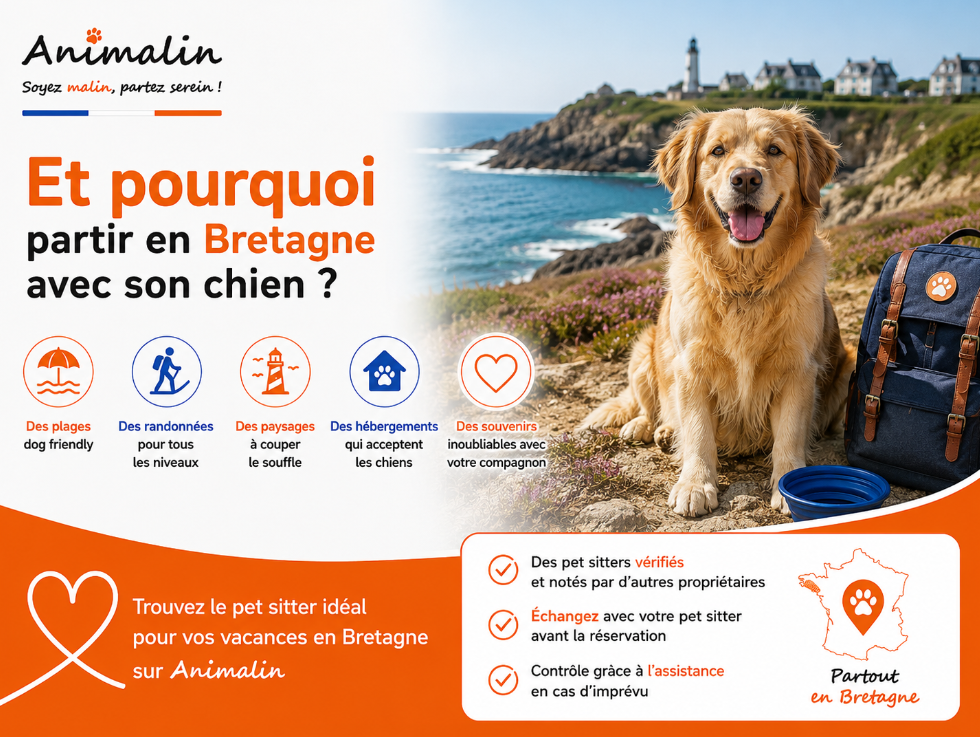 🏖️ Et pourquoi partir en vacances en Bretagne avec son chien ? Plages, randonnées et lieux à découvrir