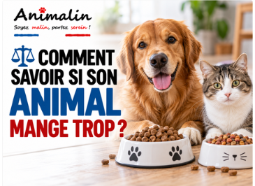 ⚖️ Comment savoir si son animal mange trop ?