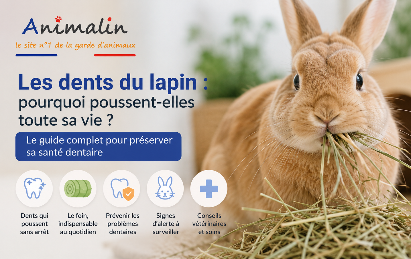 🦷 Les dents du lapin : pourquoi poussent-elles toute sa vie et comment éviter les problèmes ?