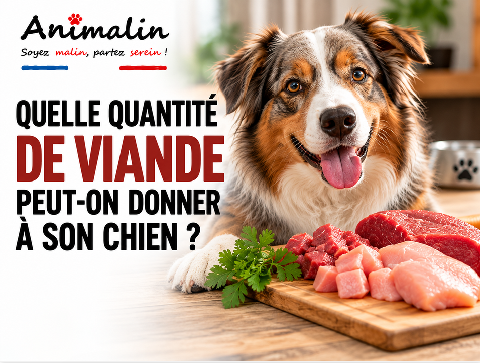 Quelle quantité de viande donner à son chien ? Guide par poids (2026)