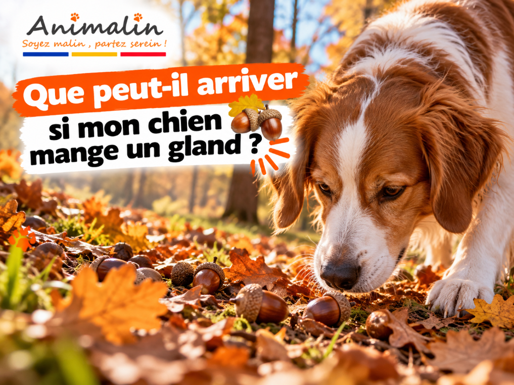 🌰 Que peut-il arriver si mon chien mange un gland ?