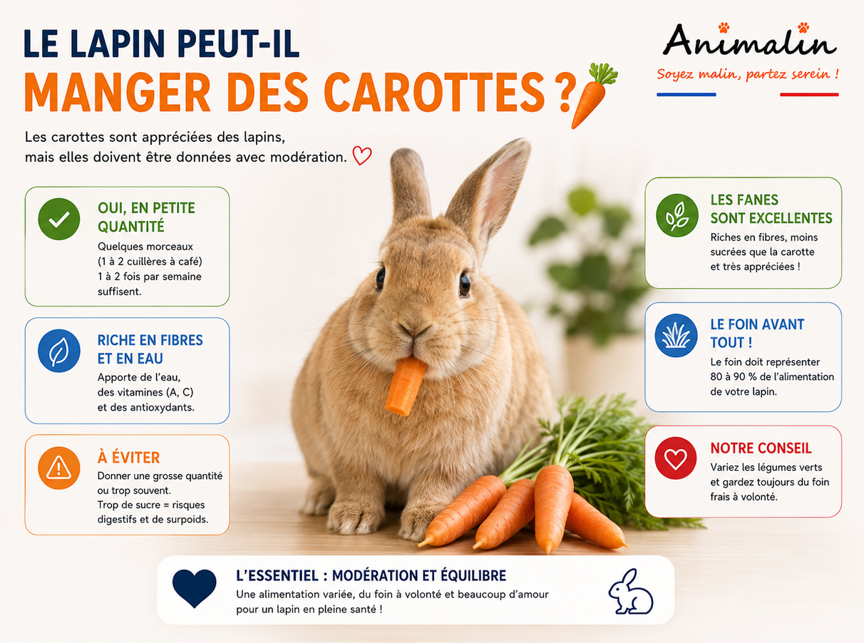 🥕 Le lapin peut-il manger des carottes ? Le guide complet (2026)