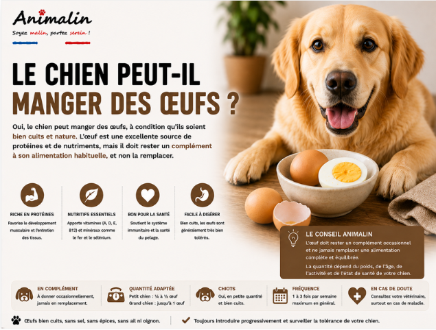 🥚 Le chien peut-il manger des œufs ?