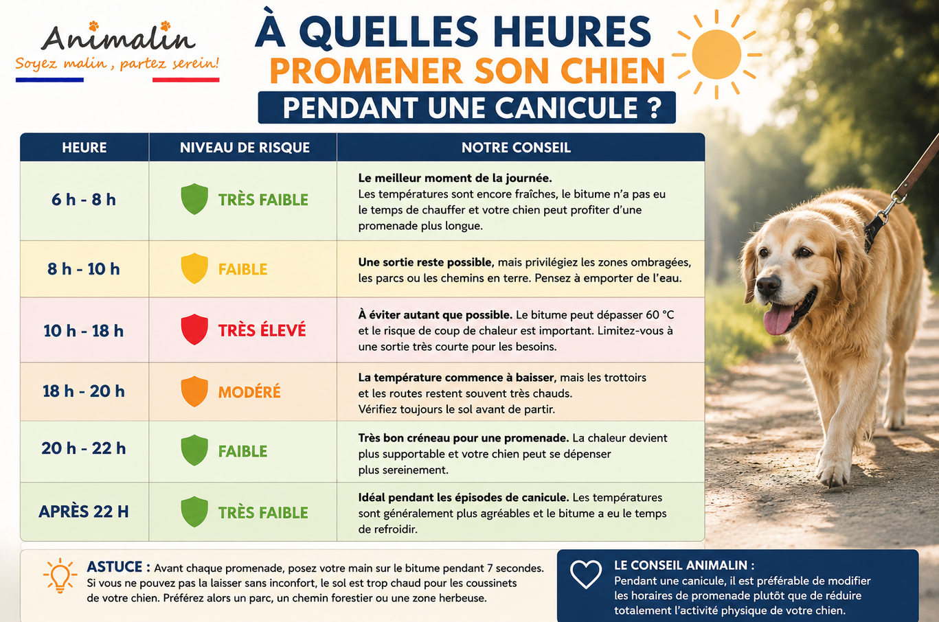🐕 Promener son chien pendant la canicule : les bons réflexes pour éviter les dangers