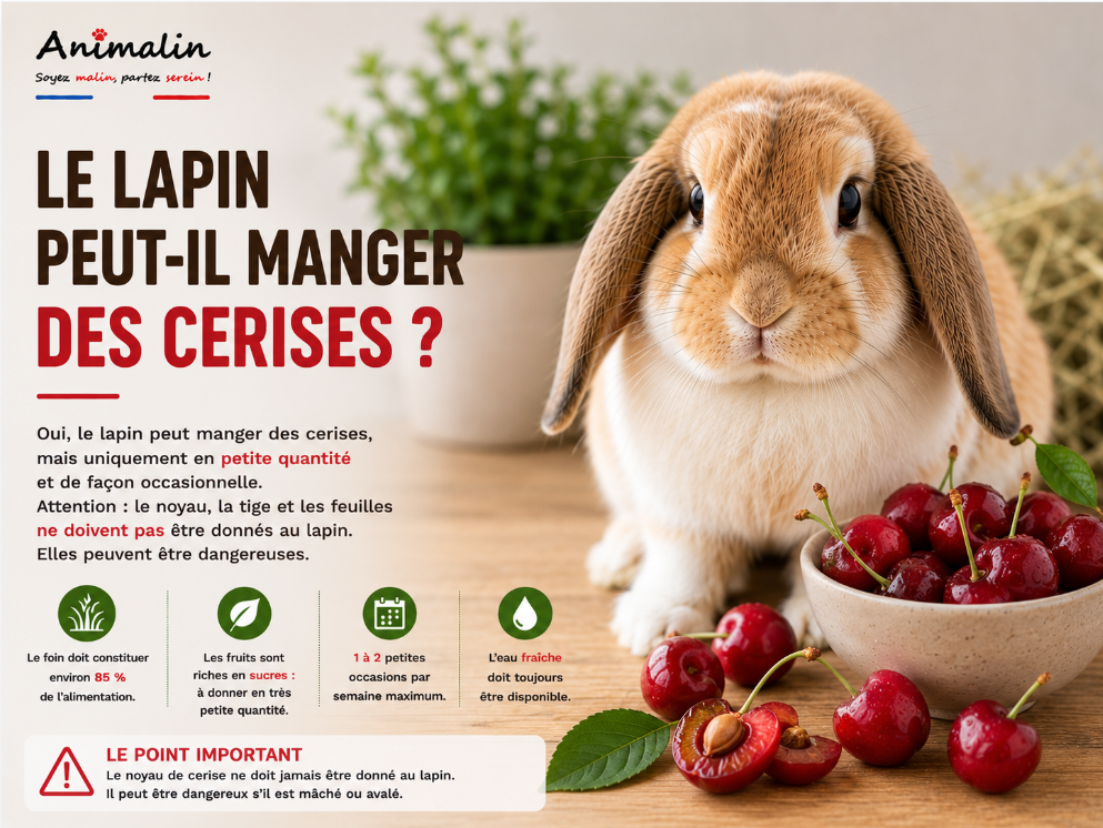 🍒 Le lapin peut-il manger des cerises ? Le guide complet (2026)