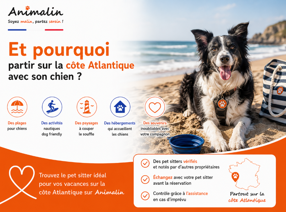 🌊 Et pourquoi partir en vacances sur la côte Atlantique avec son chien ? Activités et précautions
