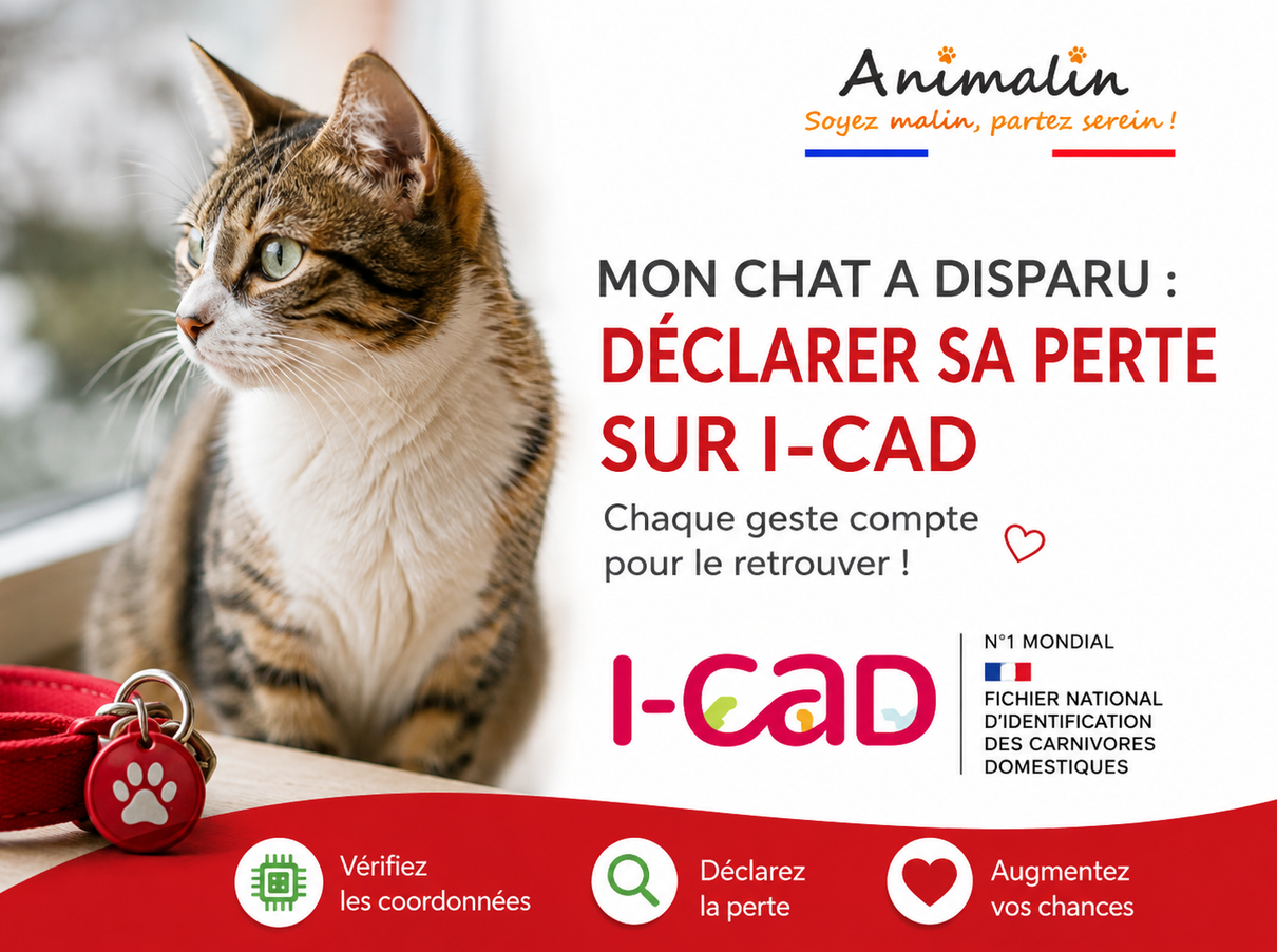 🆔 Mon chat a disparu : comment déclarer sa perte sur I-CAD ? Le guide complet (2026)