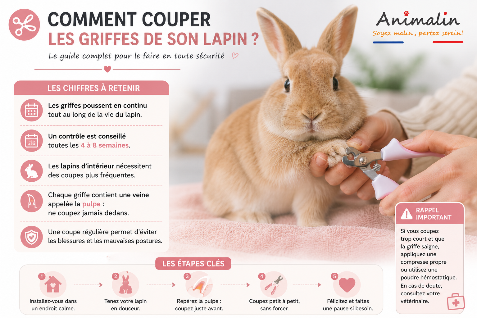 ✂️ Comment couper les griffes d'un lapin ? Le guide complet pour le faire sans stress