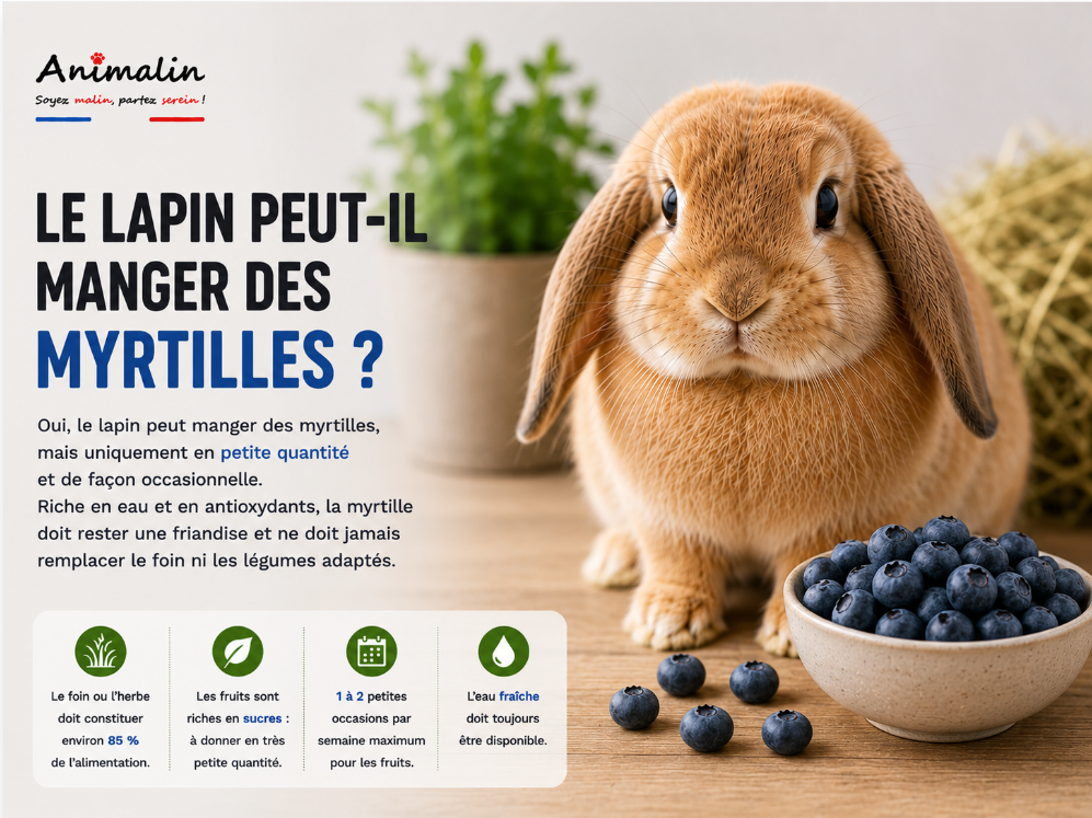 🫐 Le lapin peut-il manger des myrtilles ? Le guide complet (2026)