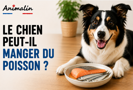 🐟 Le chien peut-il manger du poisson ?