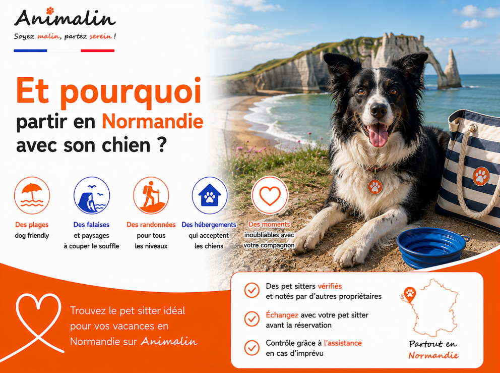 🌊 Et pourquoi partir en vacances en Normandie avec son chien ? Plages, falaises et randonnées