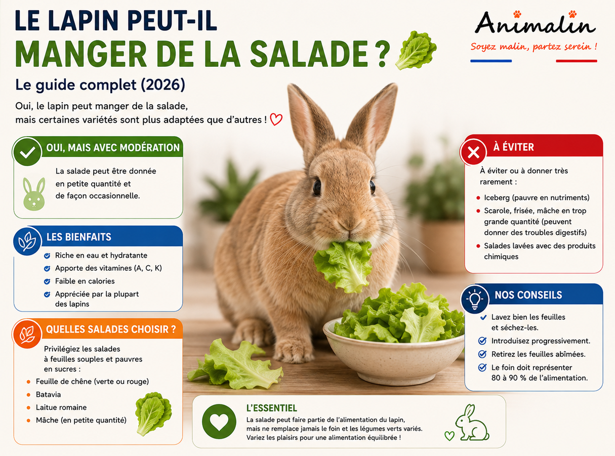 🥬 Le lapin peut-il manger de la salade ? Le guide complet (2026)