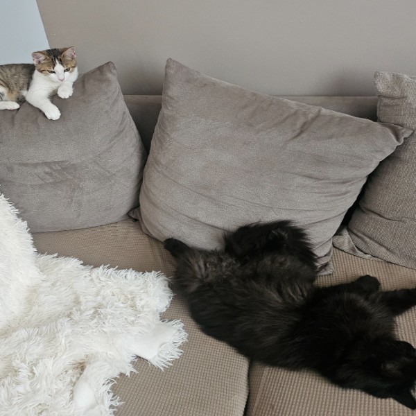 Photo du logement