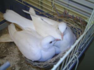 Photo du logement