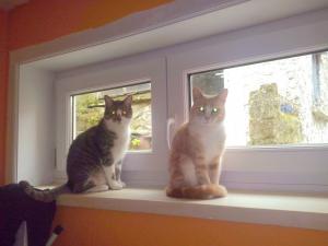 Photo du logement