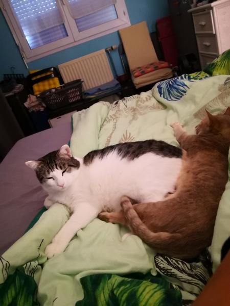 Photo du logement