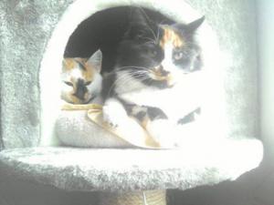 Photo du logement