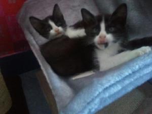 Photo du logement