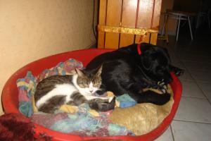 Photo du logement