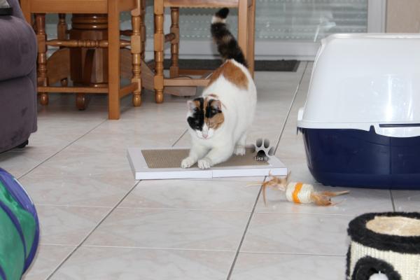 Photo du logement