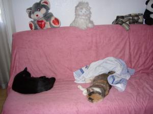 Photo du logement