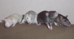 Photo du logement