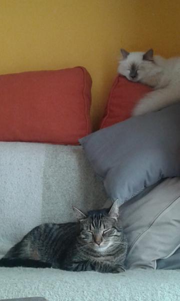 Photo du logement