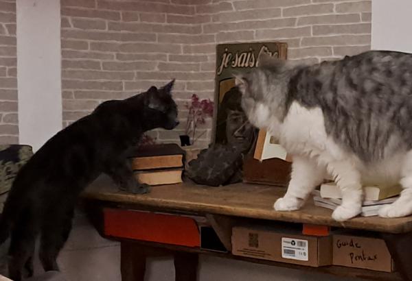 Photo du logement