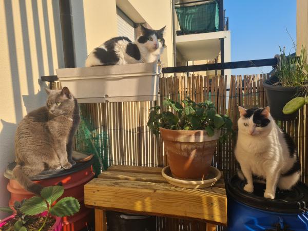 Photo du logement