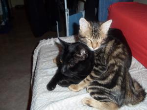 Photo du logement
