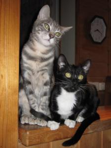 Photo du logement