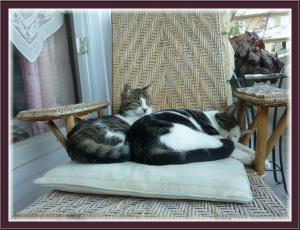 Photo du logement