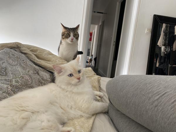 Photo du logement