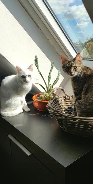 Photo du logement