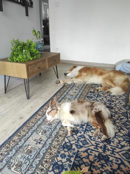 Photo du logement