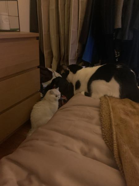 Photo du logement