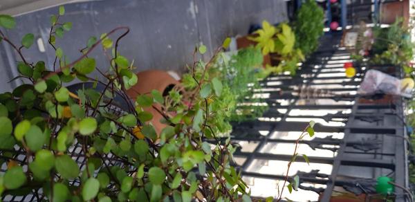 Photo du logement