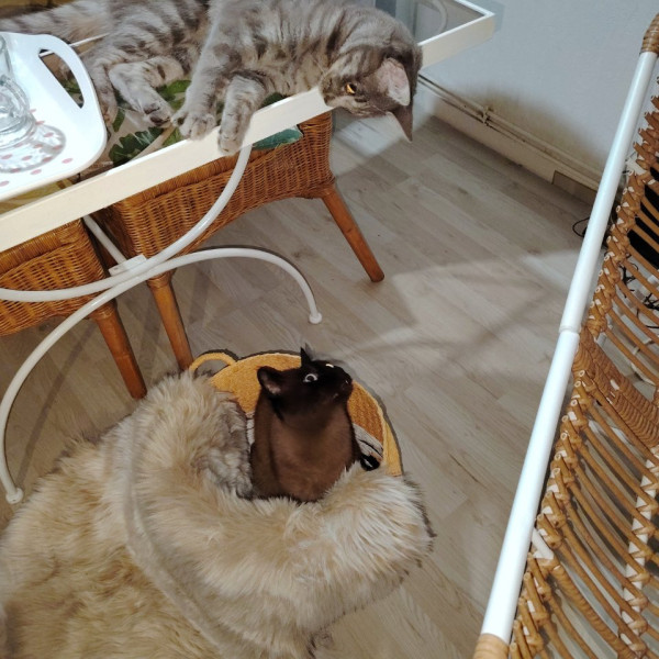 Photo du logement