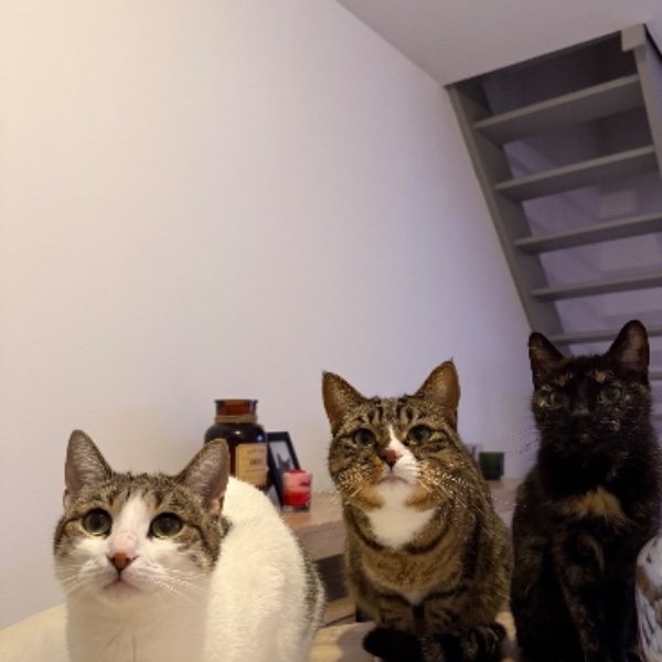 Photo du logement